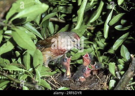 Linnet (carduelis cannabina), linnet, finches, finch family, linnet, europe, european, goldfinch species Stock Photo