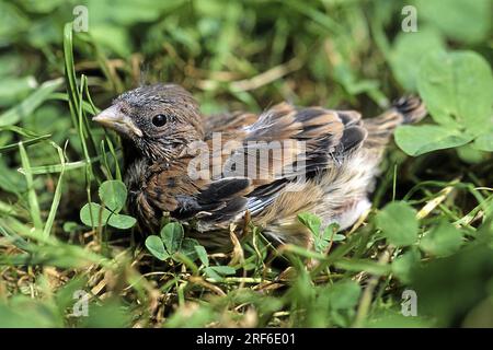 Linnet (carduelis cannabina), linnet, finch family, linnet, europe, european, goldfinch, young, young bird, nest fledglings Stock Photo