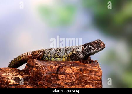 North african thorntail agama (Uromastyx acanthinurus) Variable spiny-tail, Agamas Stock Photo