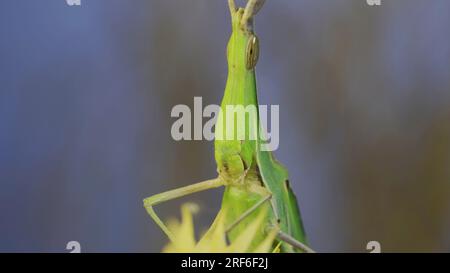 Frontal portrait of Giant green slant-face grasshopper Acrida sitting on spikelet on grass and blue sky background. Stock Photo