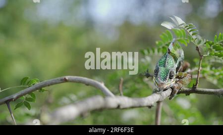 Green chameleon walks along branch, looks around and licks its lips, on sunny day on the green trees background. Panther chameleon (Furcifer pardalis) Stock Photo