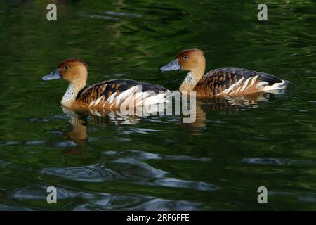 Fulvous Whistling Ducks (Dendrocygna bicolor) Stock Photo