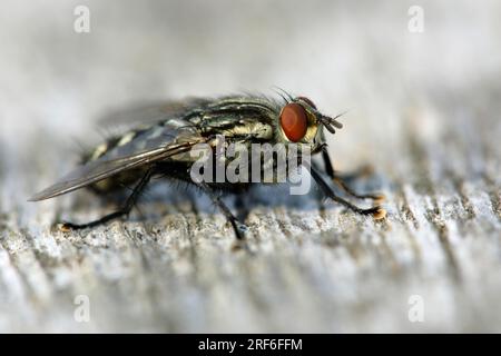 Grey flesh fly (Sarcophaga carnaria), Hesse, Germany Stock Photo