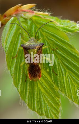 Parent Bug (Elasmucha grisea), Brandenburg, Germany, Mothering Bug Stock Photo