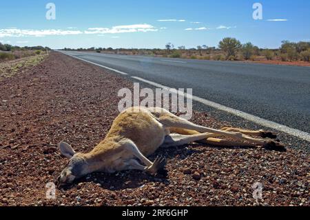 Dead red kangaroo (Macropus rufus) on roadside, South Australia (Megaleia rufa), roadkill, Australia Stock Photo