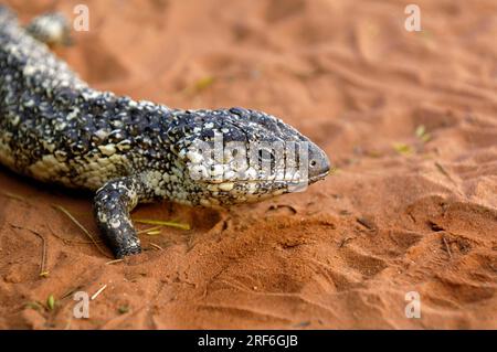 Stump-tailed Skink (Tiliqua rugosa), Northern Territory, Australia (Trachydosaurus rugosus) (Trachysaurus rugosus), Two-headed Lizard, Pinecone Lizard Stock Photo