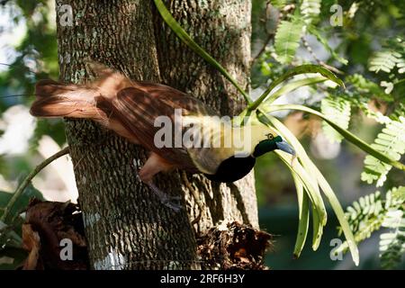 Raggiana bird-of-paradise (Paradisaea raggiana) Stock Photo