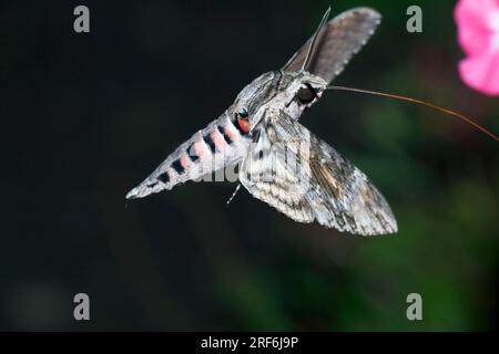 Convolvulus Hawkmoth (Herse convolvuli) Austria (Sphinx convolvuli), Morning Glory Sphinx Moth Stock Photo