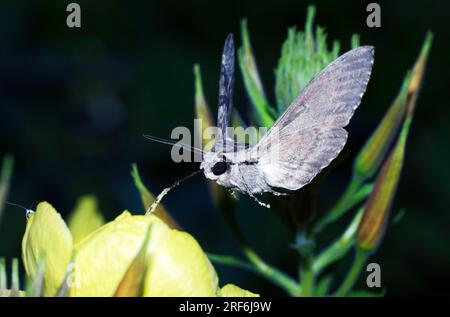 Convolvulus Hawkmoth (Herse convolvuli) Austria (Sphinx convolvuli), Morning Glory Sphinx Moth Stock Photo