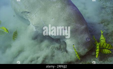 Top view of Dugong or Sea Cow (Dugong dugon) accompanied by school of Golden trevally fish (Gnathanodon speciosus) feeding Smooth ribbon seagrass, Red Stock Photo