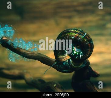 Red ramshorn snail hi-res stock photography and images - Alamy