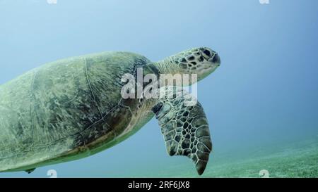 Sea Turtle with bite marks on fins swims in blue water. Close-up of Great Green Sea Turtle (Chelonia mydas) with its front flippers bitten off by a sh Stock Photo