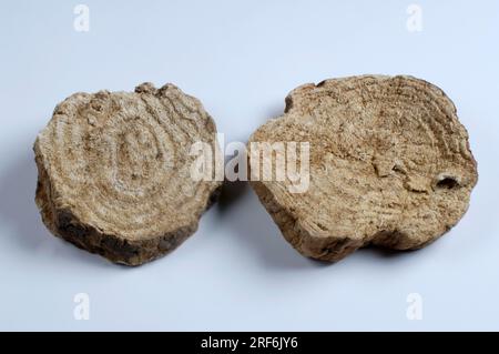 Jalap root (Ipomoea purga) (Convolvulus jalapa) (Ipomoea jalapa) (Ipomoea schiedeana) (Exogonium jalapa) (Exogonium purga) (Convolvulus purga) Stock Photo