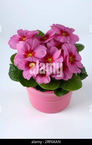 Primrose (Primula vulgaris), Cushion Primrose, Stemless Cowslip, Primrose Stock Photo