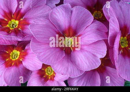 Primrose (Primula vulgaris), Cushion Primrose, Stemless Cowslip, Primrose Stock Photo