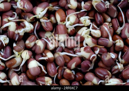 Adzuki bean sprouts (Phaseolus angularis) (Vigna angularis), Azuki bean, Adsuki bean Stock Photo