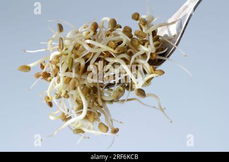 Fenugreek (Trigonella foenum-graecum), fresh shoots, on fork, seedlings Stock Photo