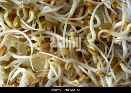 Fenugreek (Trigonella foenum-graecum), fresh sprouts, seedlings Stock Photo