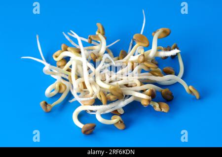 Fenugreek (Trigonella foenum-graecum), fresh sprouts, seedlings Stock Photo