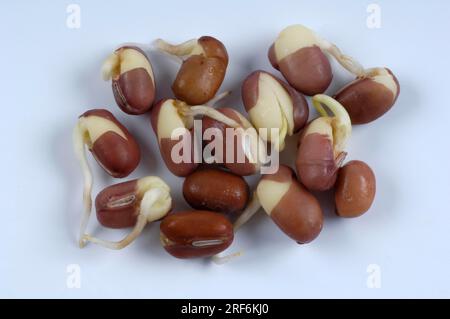 Adzuki bean sprouts (Phaseolus angularis) (Vigna angularis), Azuki bean, Adsuki bean Stock Photo