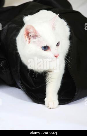 Oriental Shorthair Cat, white Stock Photo - Alamy