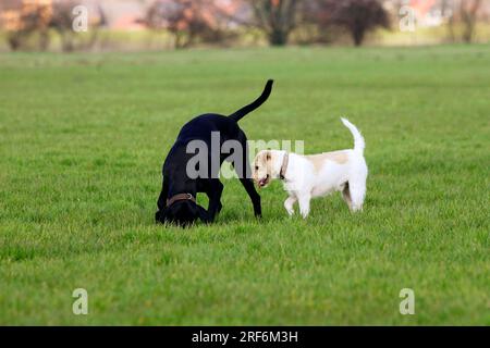 Mixed breed dog and Parson Russell Terrier Stock Photo