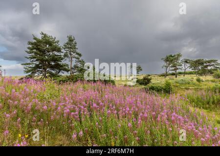 Tentsmuir National Park in north east Fife, Scotland. Stock Photo