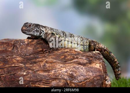 North african thorntail agama (Uromastyx acanthinurus) Variable spiny-tail, Agamas Stock Photo