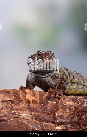 North african thorntail agama (Uromastyx acanthinurus) Variable spiny-tail, Agamas Stock Photo