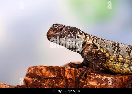 North african thorntail agama (Uromastyx acanthinurus) Variable spiny-tail, Agamas Stock Photo