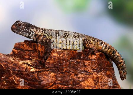 African Spiny-tailed Lizard (Uromastyx acanthinura) Dabbs Mastigure (Agama), seitlich Stock Photo