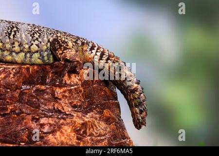 North african thorntail agama (Uromastyx acanthinurus) Variable spiny-tail, Agamas Stock Photo