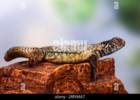 African Spiny-tailed Lizard (Uromastyx acanthinura) Dabbs Mastigure (Agama), side Stock Photo