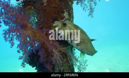 Close-up of Broadbarred Toadfish or White-spotted puffer (Arothron hispidus) swims next toberth support covered with Soft Coral Dendronephthya, Red se Stock Photo