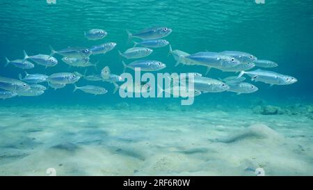 School of Mackerel fish swims over sandy seabed in shallow water on bright sunny day in sunrays, Red sea, Safaga, Egypt Stock Photo