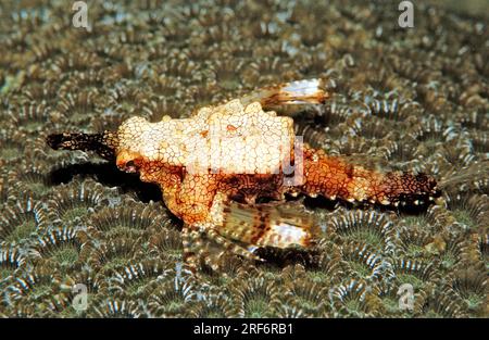 Dwarf winged angelfish (Eurypegasus draconis), Komodo National Park, Small winged dragon, Indonesia Stock Photo