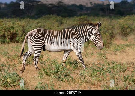 Grevy's Zebra (Equus grevyi), stallion, Samburu National Reserve, Kenya, side Stock Photo