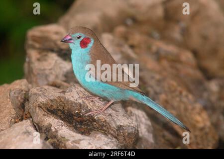 Red-cheeked Blue Waxbill, male, Kenya, Red-cheeked (Uraeginthus bengalus) Cordon-bleu Stock Photo