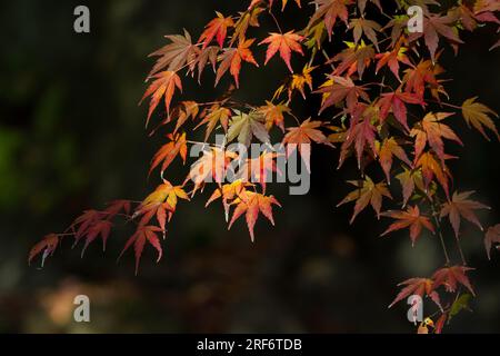Red, autumnal leaves on a Japanese Maple tree (Acer palmatum) (Izumi no Mori park, Kanagawa, Japan. Stock Photo