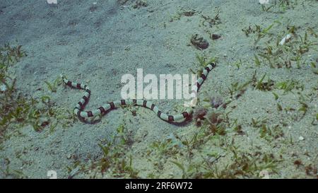 Harlequin Snake Eel (Myrichthys colubrinus) crawls along sandy bottom covered with green sea grass in daytime, Red sea, Egypt Stock Photo