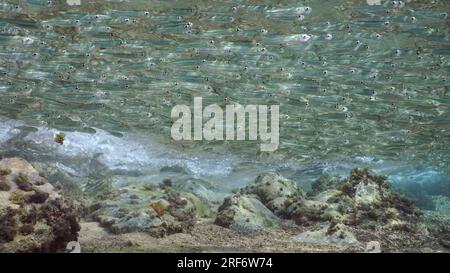 Massive school of small fish swims in coastal area over rocky reef covered with brown Leafy Rolled-blade alga (Padina boergesenii) in bright sunlight, Stock Photo