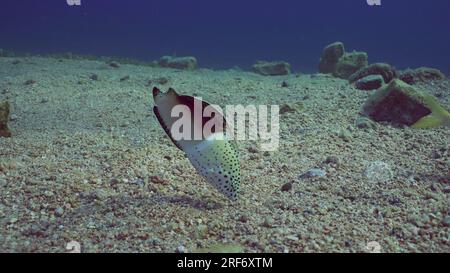 Red Sea, Egypt. 3rd July, 2023. Multicolored Clown Coris or False Clownwrasse (Coris aygula) feeding on sandy bottom at evening time in sunset rays, Red sea, Egypt (Credit Image: © Andrey Nekrasov/ZUMA Press Wire) EDITORIAL USAGE ONLY! Not for Commercial USAGE! Stock Photo