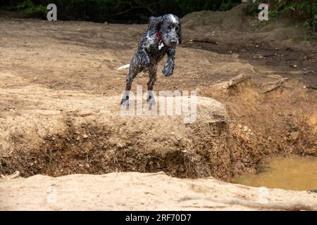A dog leaping over a gap in the ground Stock Photo