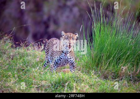 Weiblicher Leopard streift durch sein Revier, (Panthera pardus),  Kenya, Maasai Mara, Masai Mara, Serengeti, Stock Photo
