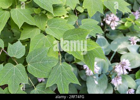 Platanenblättrige Alangie (Alangium platanifolium) Stock Photo
