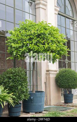 Pomeranze (Citrus aurantium) Stock Photo