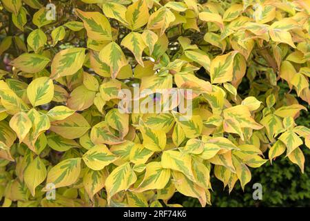 Blumen-Hartriegel (Cornus florida CHEROKEE SUNSET) Stock Photo