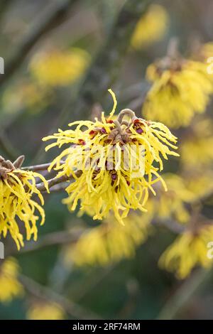 Hybrid-Zaubernuss (Hamamelis × intermedia 'Pallida') Stock Photo
