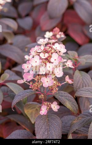 Rispen-Hortensie (Hydrangea paniculata LITTLE QUICK FIRE) Stock Photo