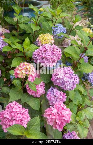 Garten-Hortensie (Hydrangea macrophylla 'Bloom Star' ENDLESS SUMMER ®) Stock Photo